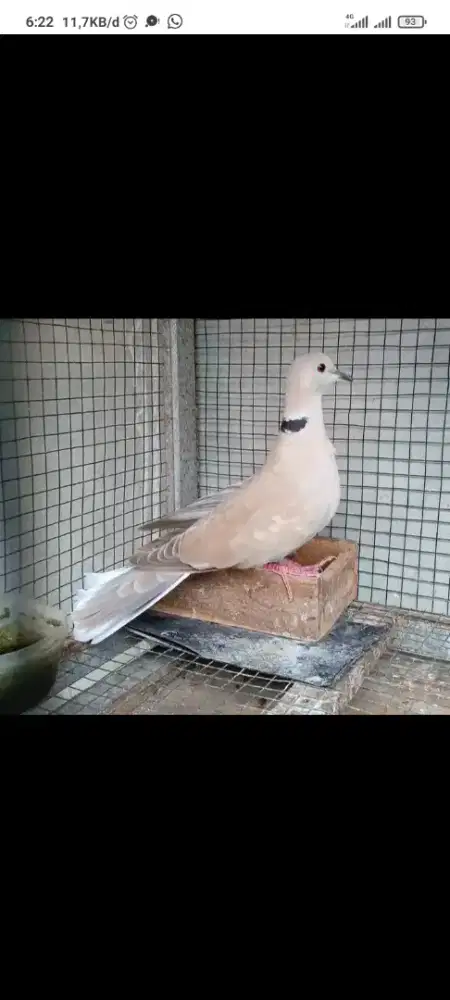 puter pelung beti bagus