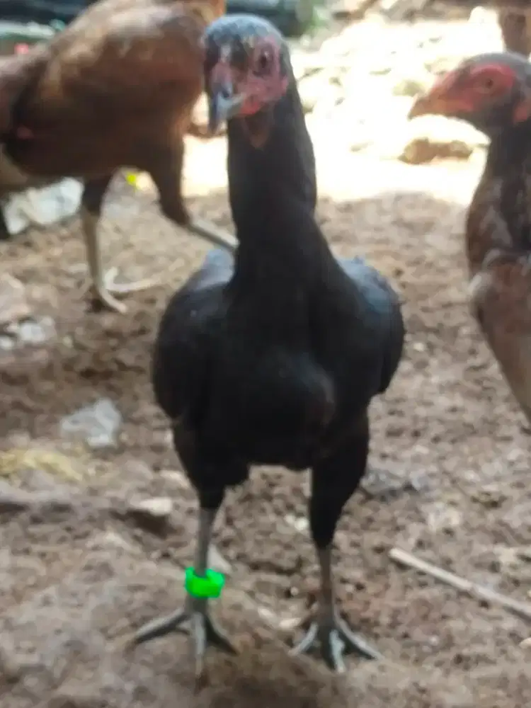 AYAM BETINA PAKHOY BEWOK