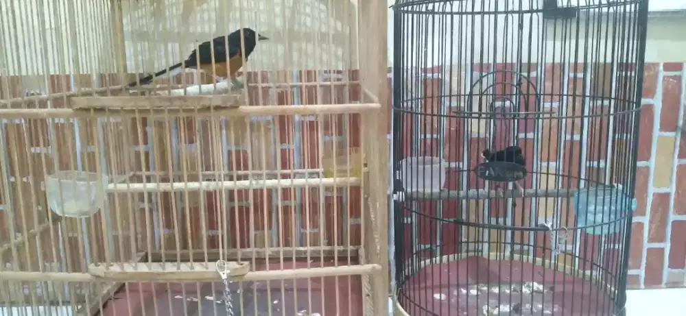 Murai Batu Sepasang, edisi gak jadi ternak Muray Batu