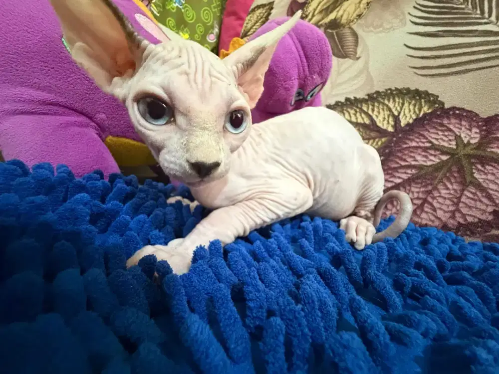 Kitten sphyxs Betina