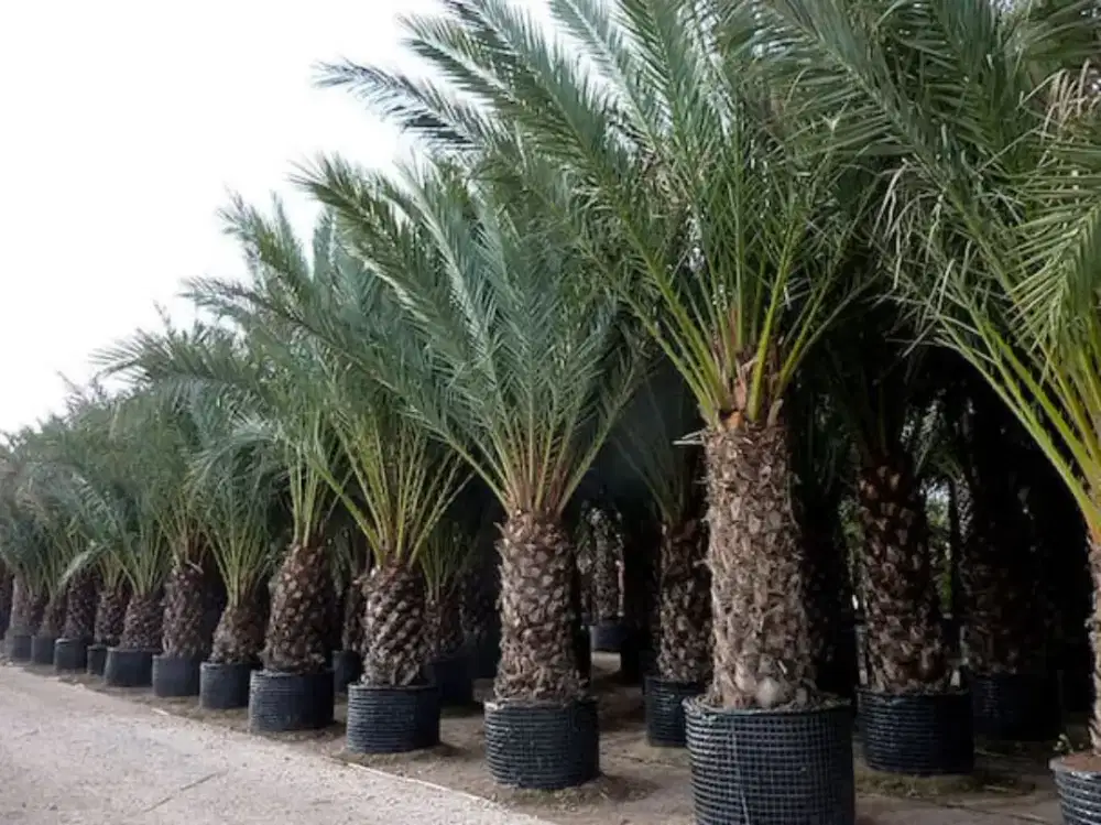 Pohon korma ajwa dll #