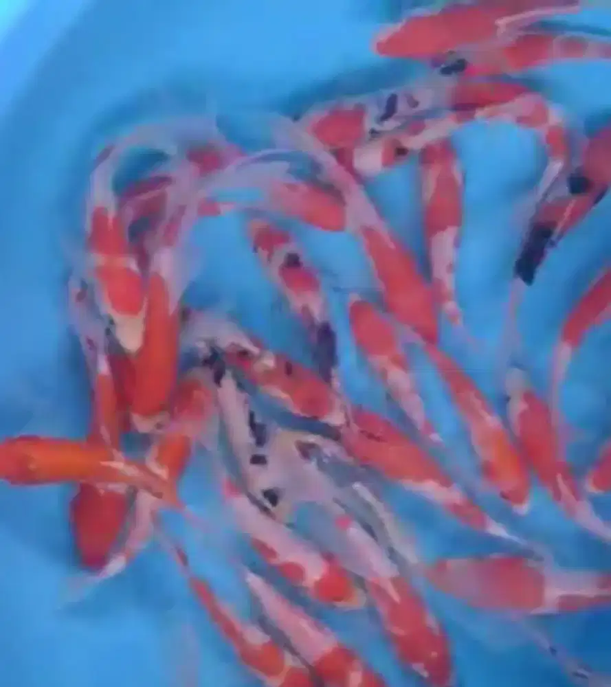 Ikan koi size 15cm