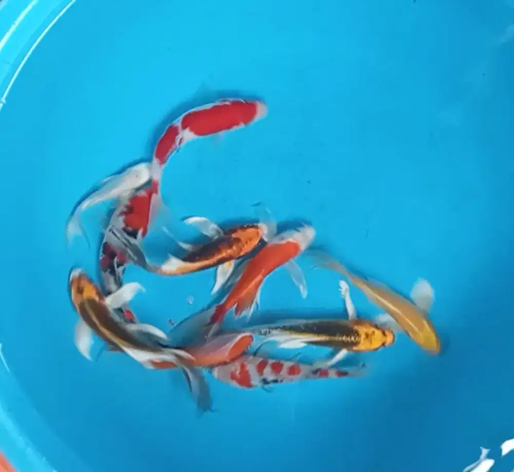 Ikan koi size 15cm