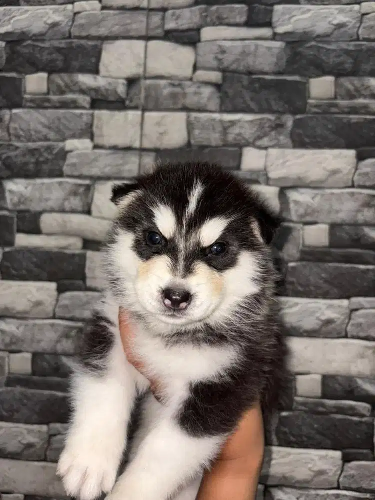 Puppy Siberian Husky