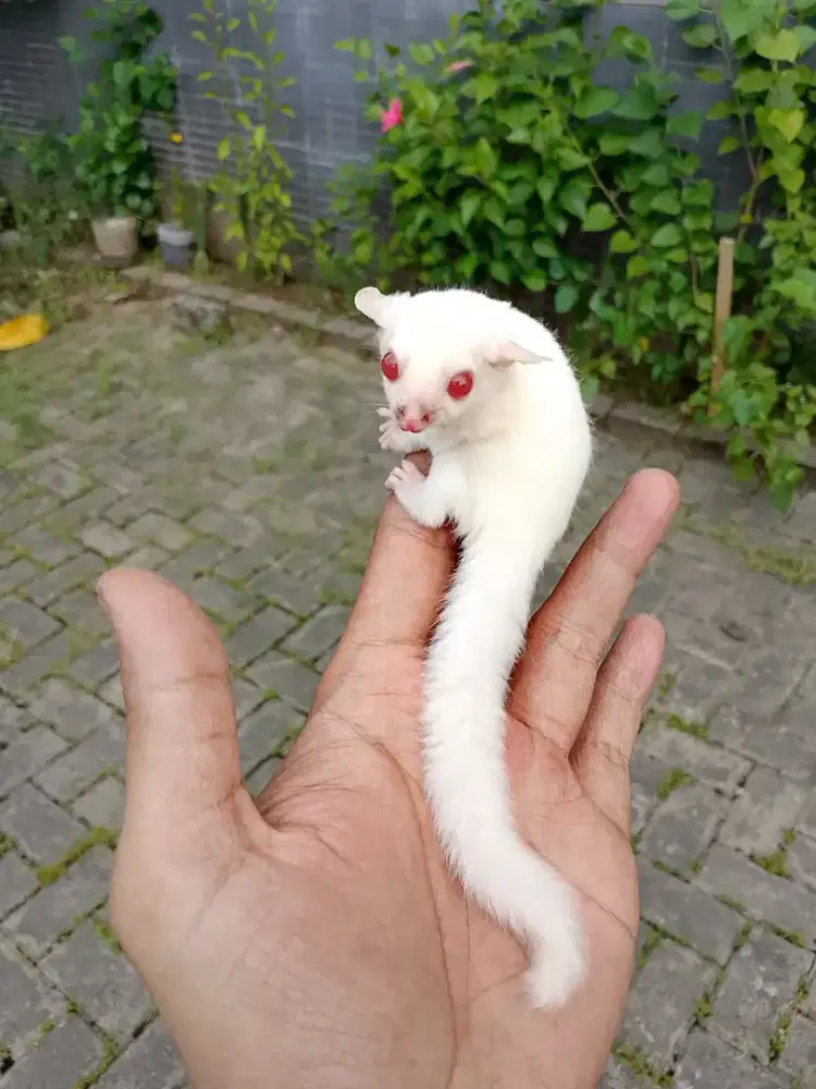 Sugar glider Joey albino pink eyes