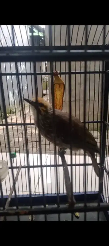 Cicak rowo Kelamin jantan