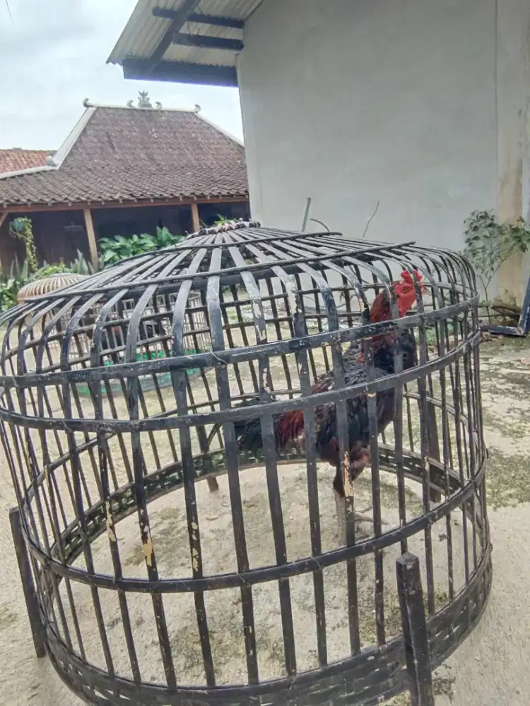 Ayam BK,Mangon,Pakoy DLL