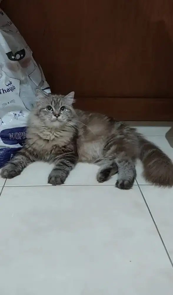 Kucing mainecoon mix himalaya betina dewasa cinnamon marble lagi hamil
