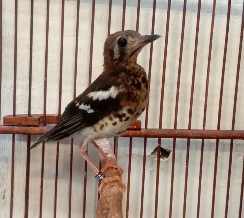 Anis kembang ring jantan gacor