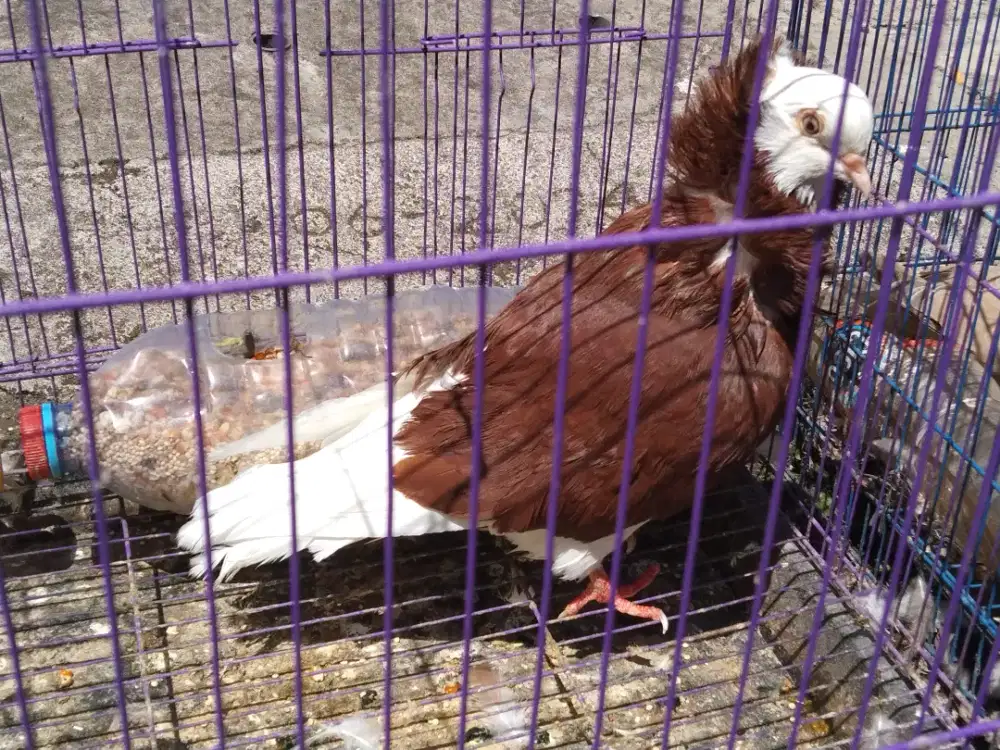 MERPATI HIAS CAPUCIN