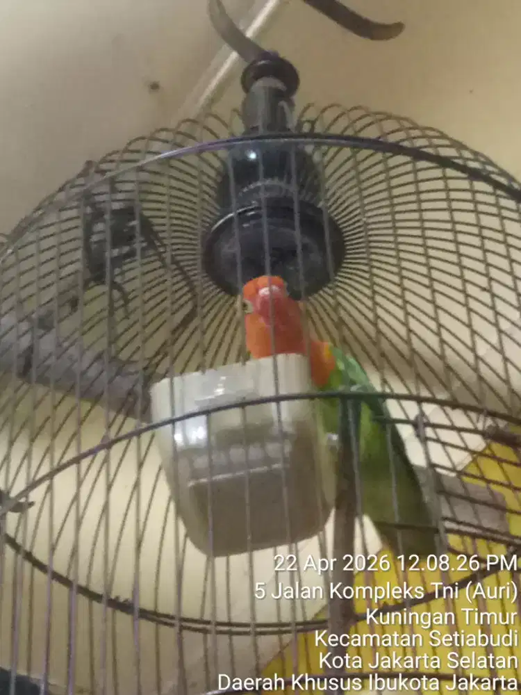 Jual santai abisin rawatan