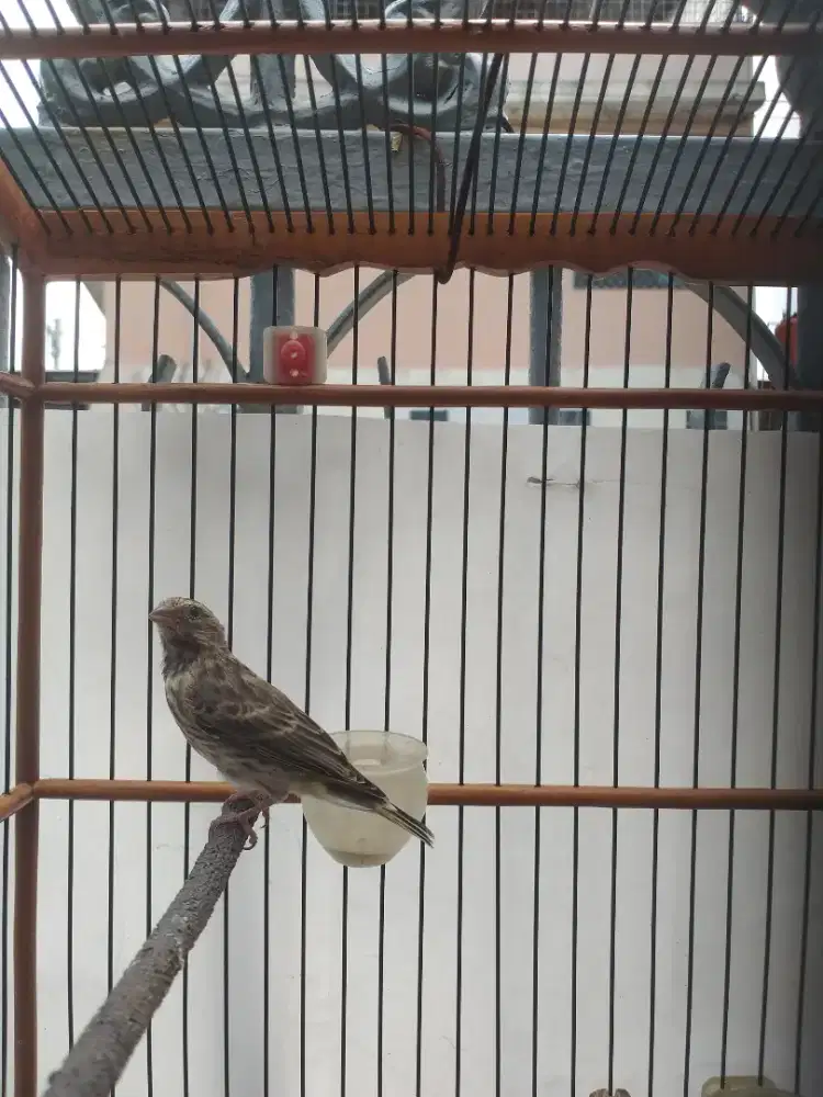 Burung blaskstroat paud