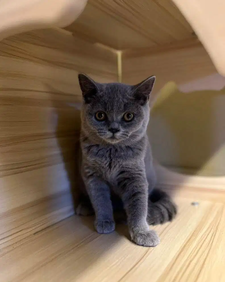 Kucing british shorthair betina blue