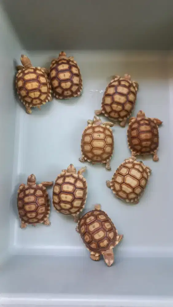 Baby Sulcata 6-7cm