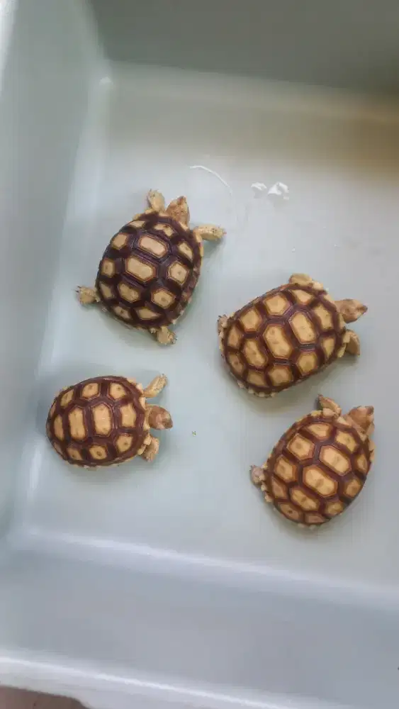 Baby Sulcata 7-8cm