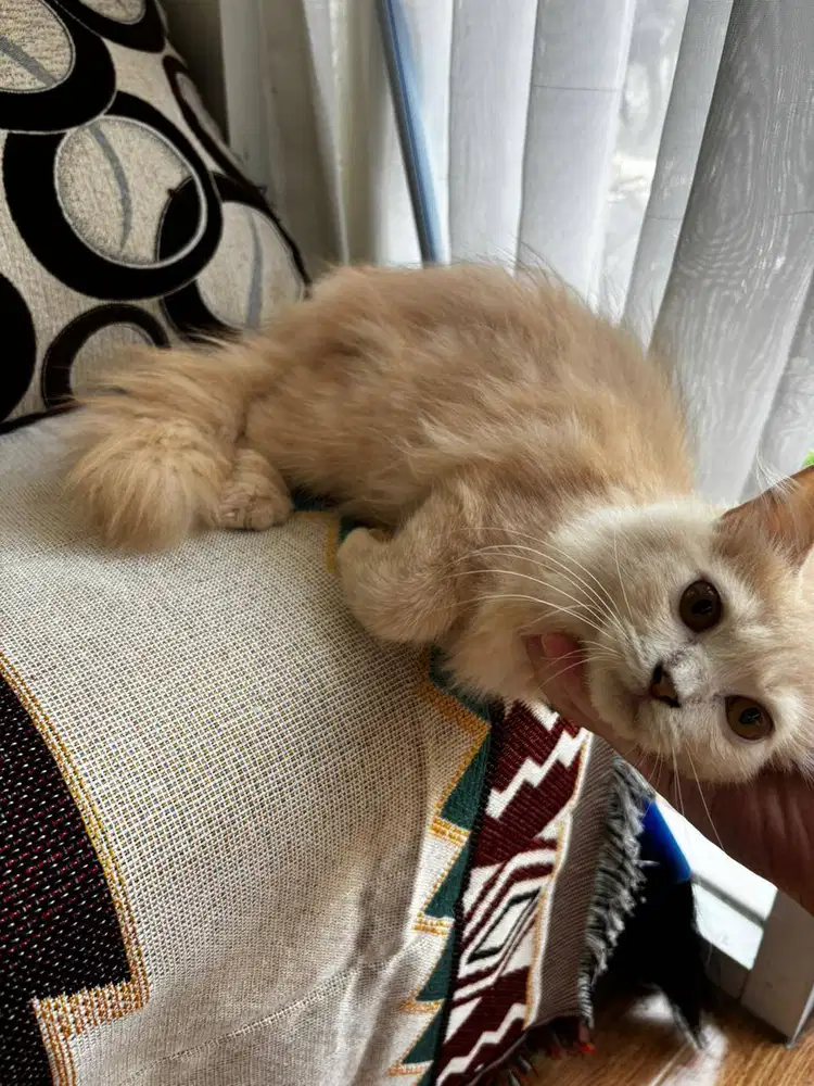 Kucing Jantan Persia Medium 5 bulan