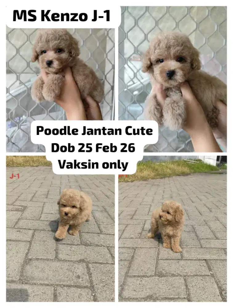 Jual 2 ekor toy poodle jantan dan 2 ekor toy poodle betina