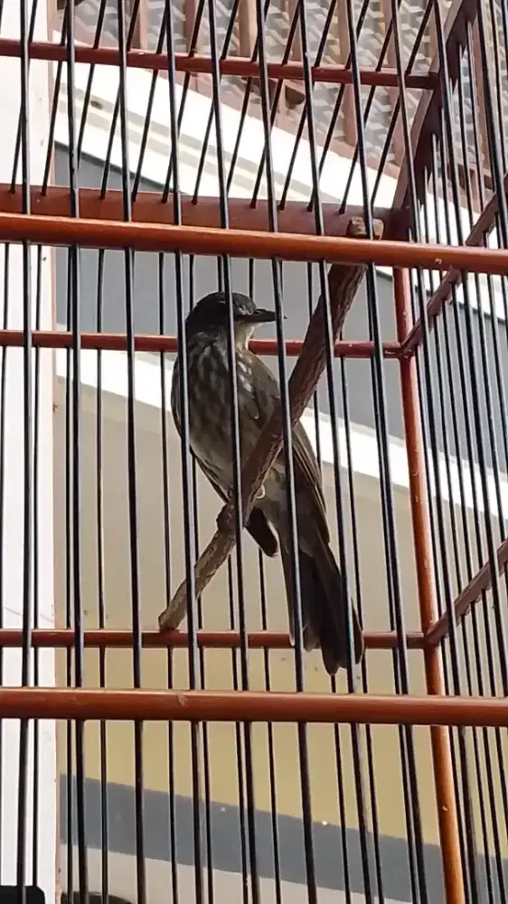 masteran handal gacor