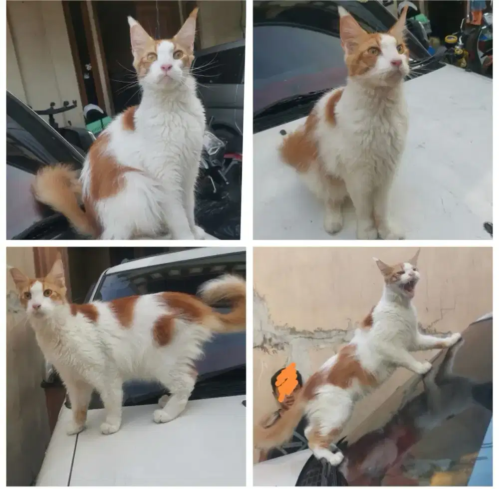 Kucing Mainecoon pure Jantan bignone lucu