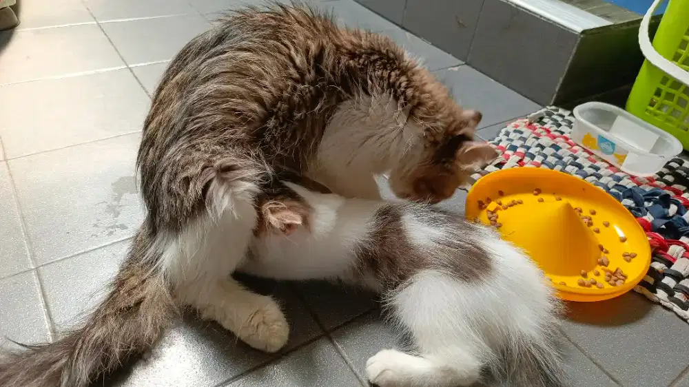 Jual kucing Persia betina dewasa