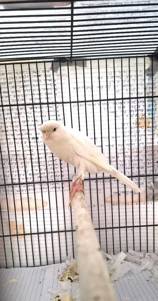 Kenari f1ys losring gacor