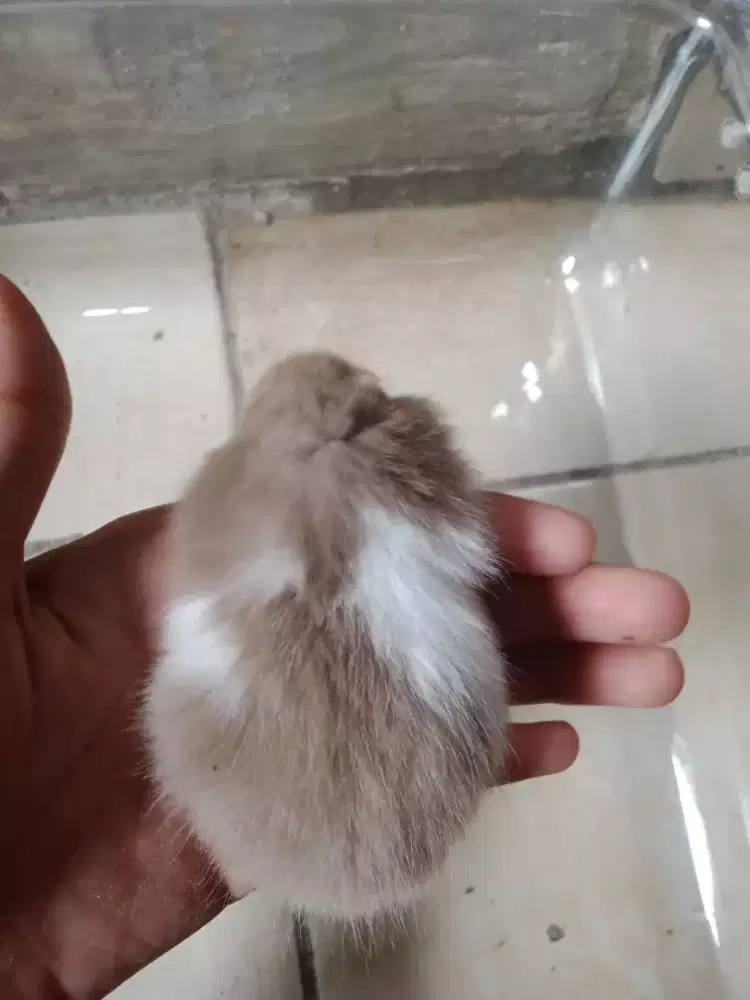 Syiran long hair 2 bulan abu dove