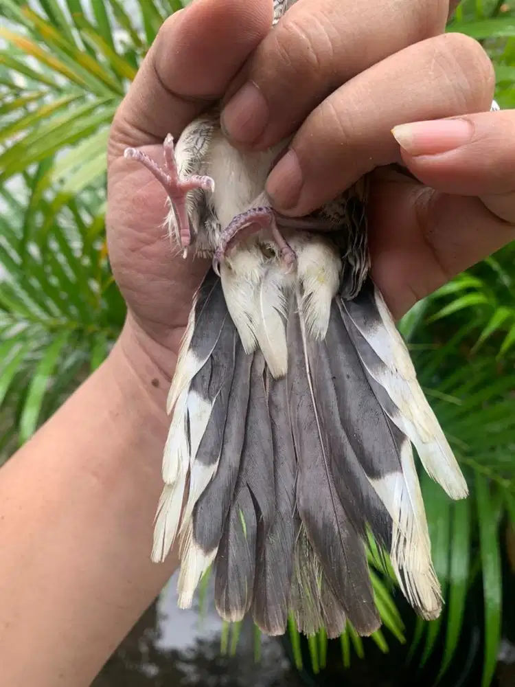 Burung Perkutut Ekor 15