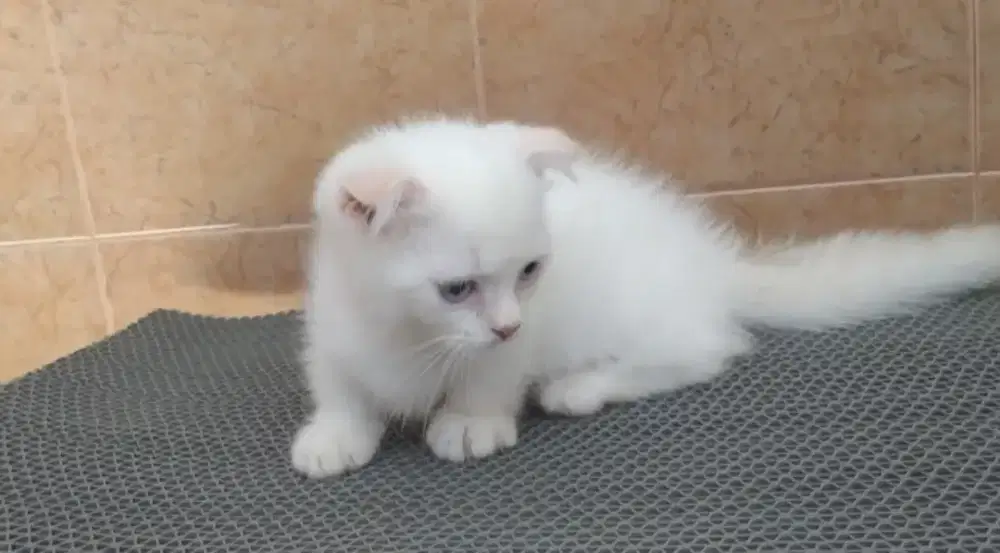 Munchkin gaelic fold jantan