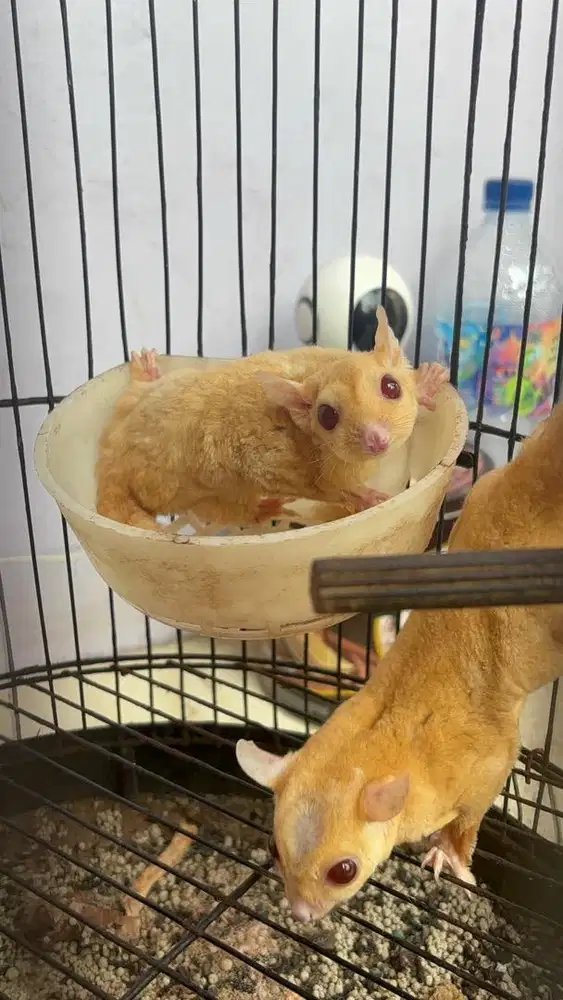SUGAR GLIDER CREAMINO INDUKAN SEPASANG
