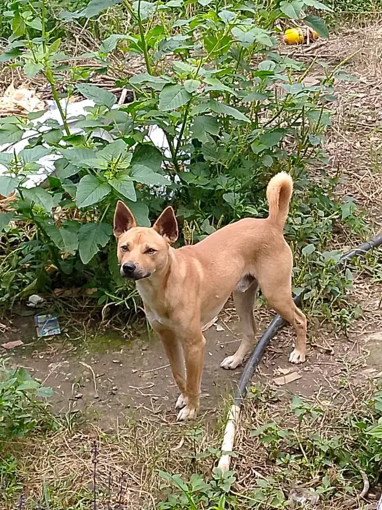 Anjing Kampung usia 2 tahun