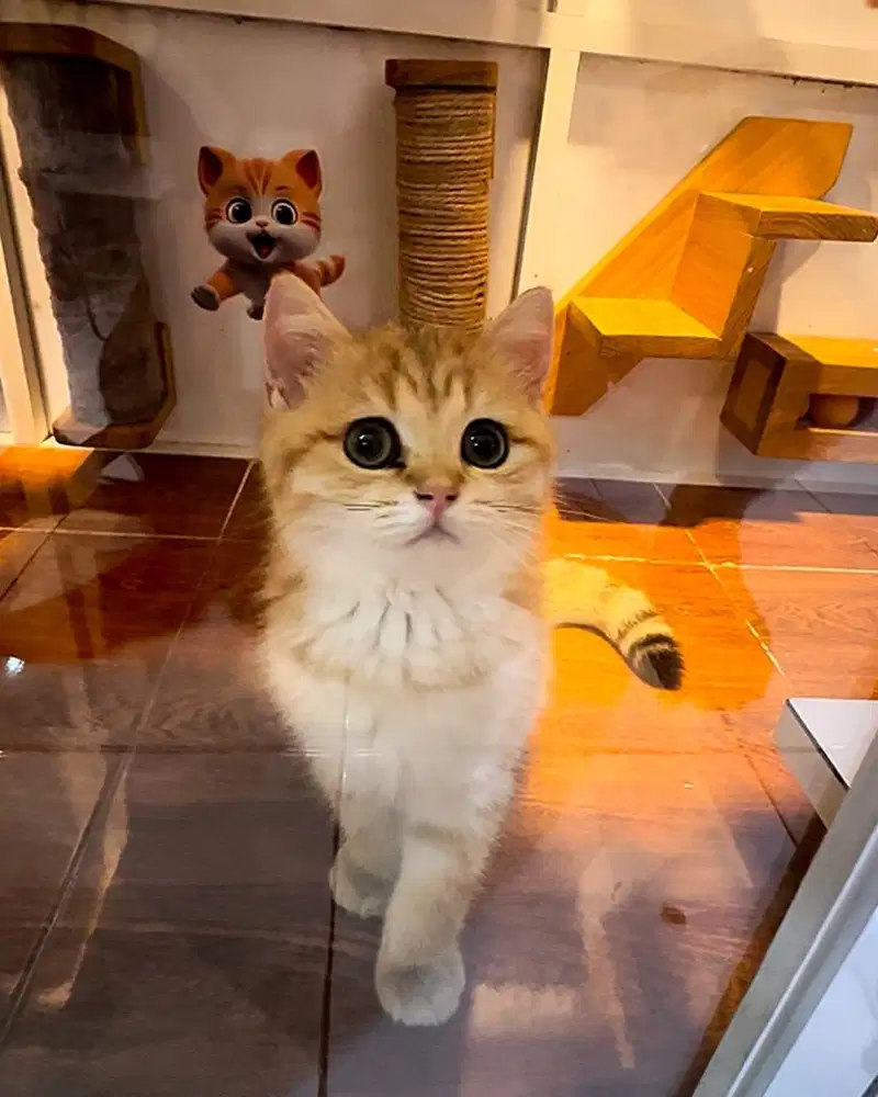 BSH GOLDEN BETINA 3BLN vaksin f3