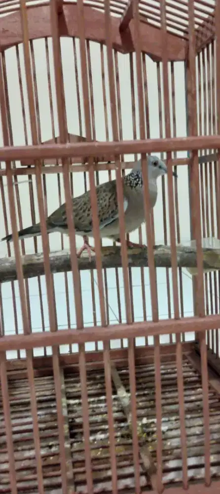 Terkukur kuk 2 sandung, jual. Murah aja, bisa nego plus anter