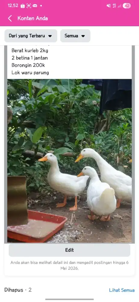 Jual bebek 2 betina 1 jantan