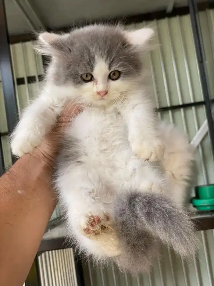 Kitten persian medium