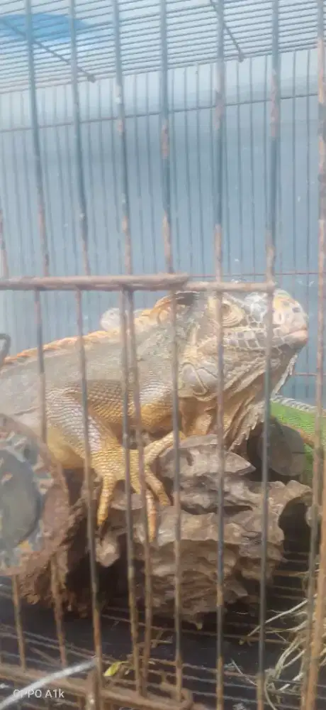 cari krjaan apa saja