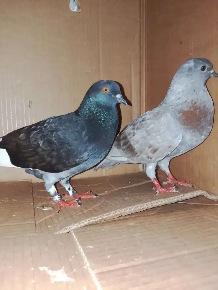 2 pasang Jual murmer buat anak main merpati