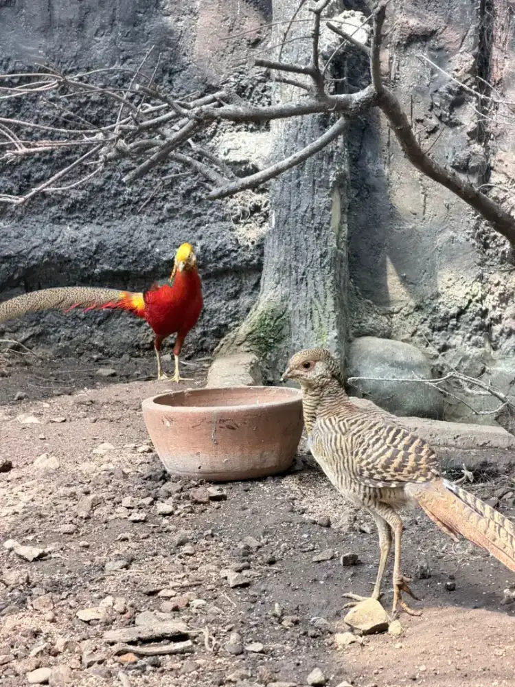 Golden Pheasant sepasang umur +- 2Tahun