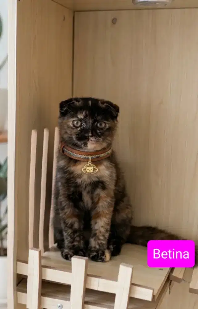 Scottish Fold Tortie Betina
