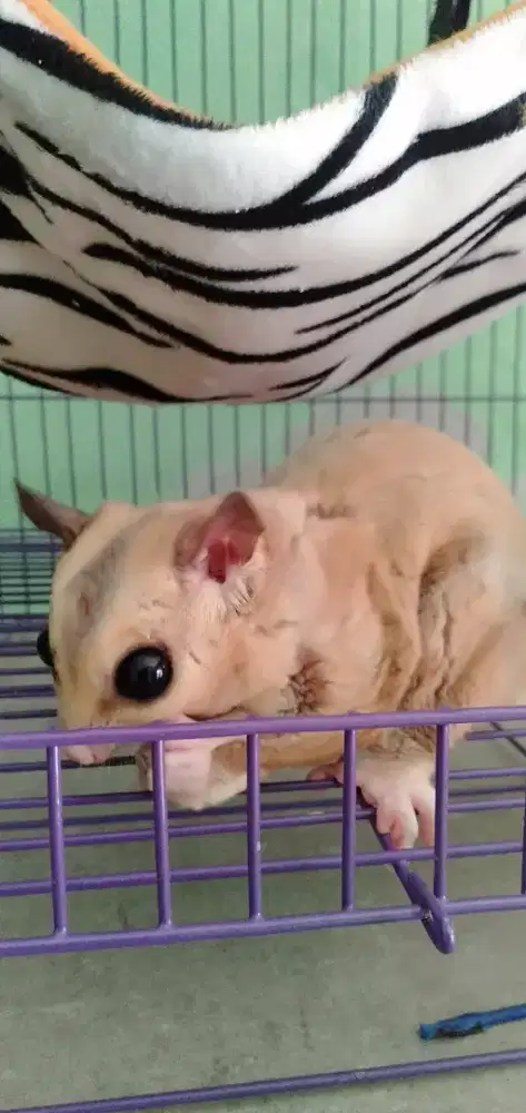 Sugar glider mozaik