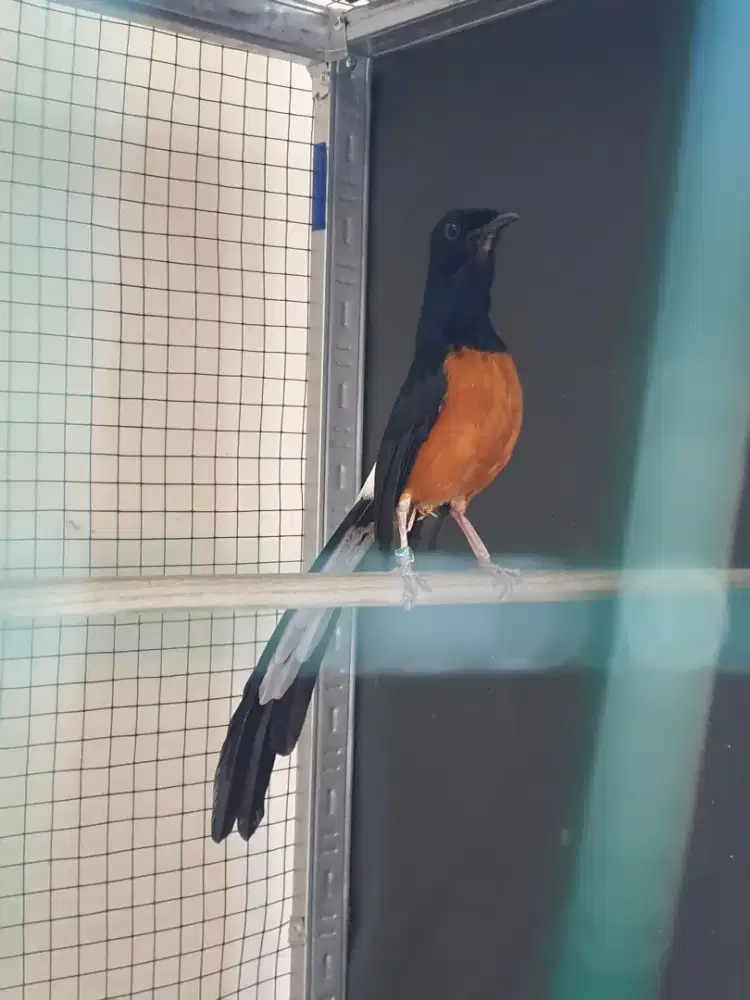 Murai Asli Bahorok Mapan