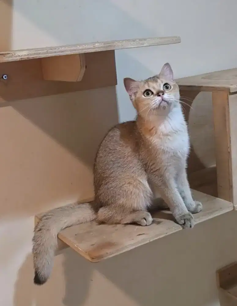 Kitten British Shorthair BSH Golden Jantan