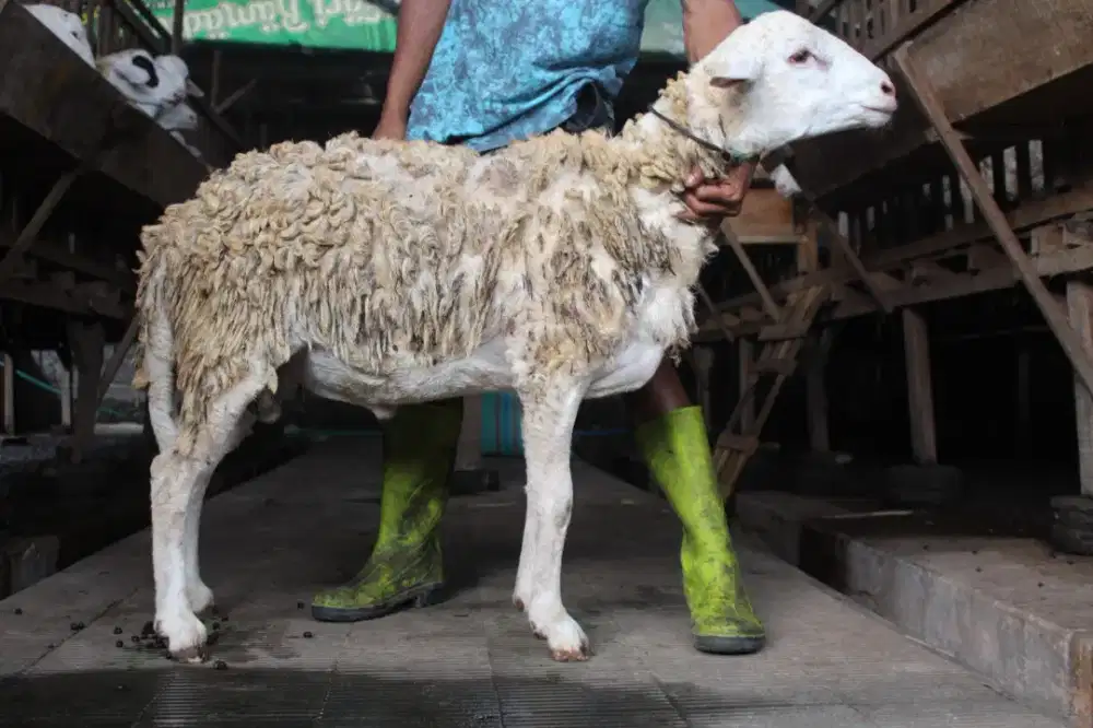 DOMBA SIAP KURBAN GARANSI SIAP KIRIM GRATIS ONGKIR