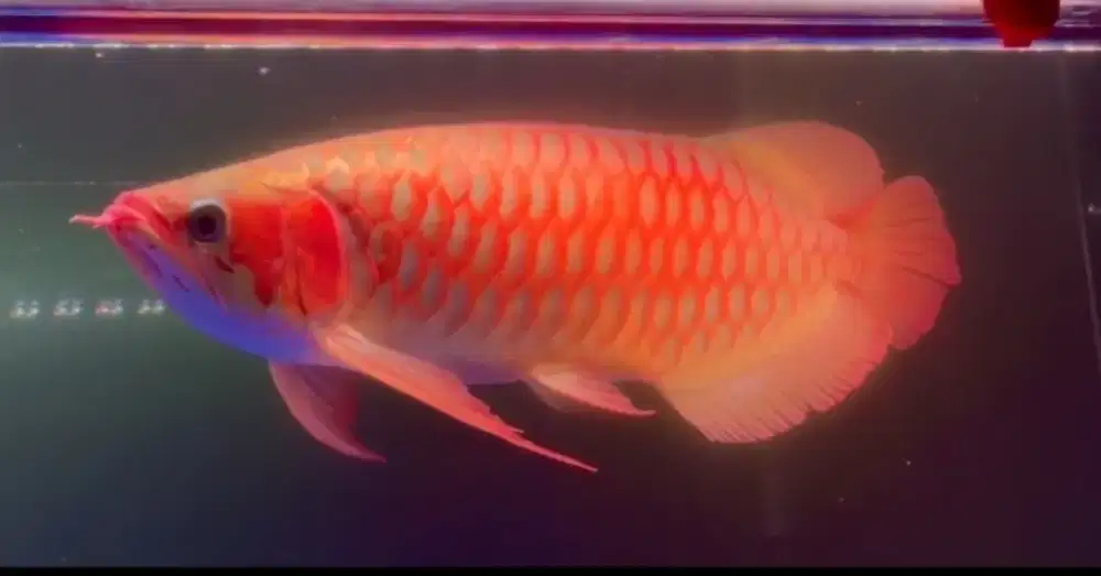 Arwana super red