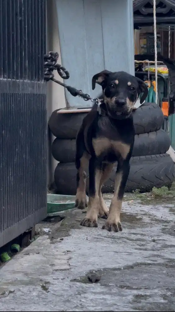 dijual anjing pitbull