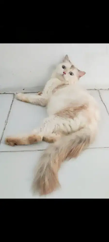 Kucing Persia Betina Himalaya mata biru