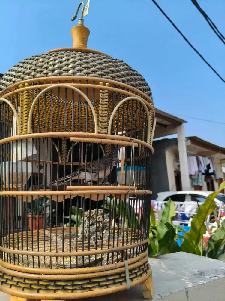 Perkutut Bangkok suara besar