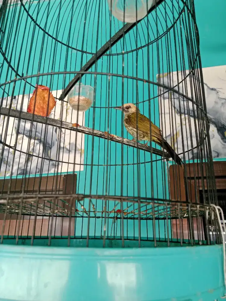 Burung cucak rowo medan