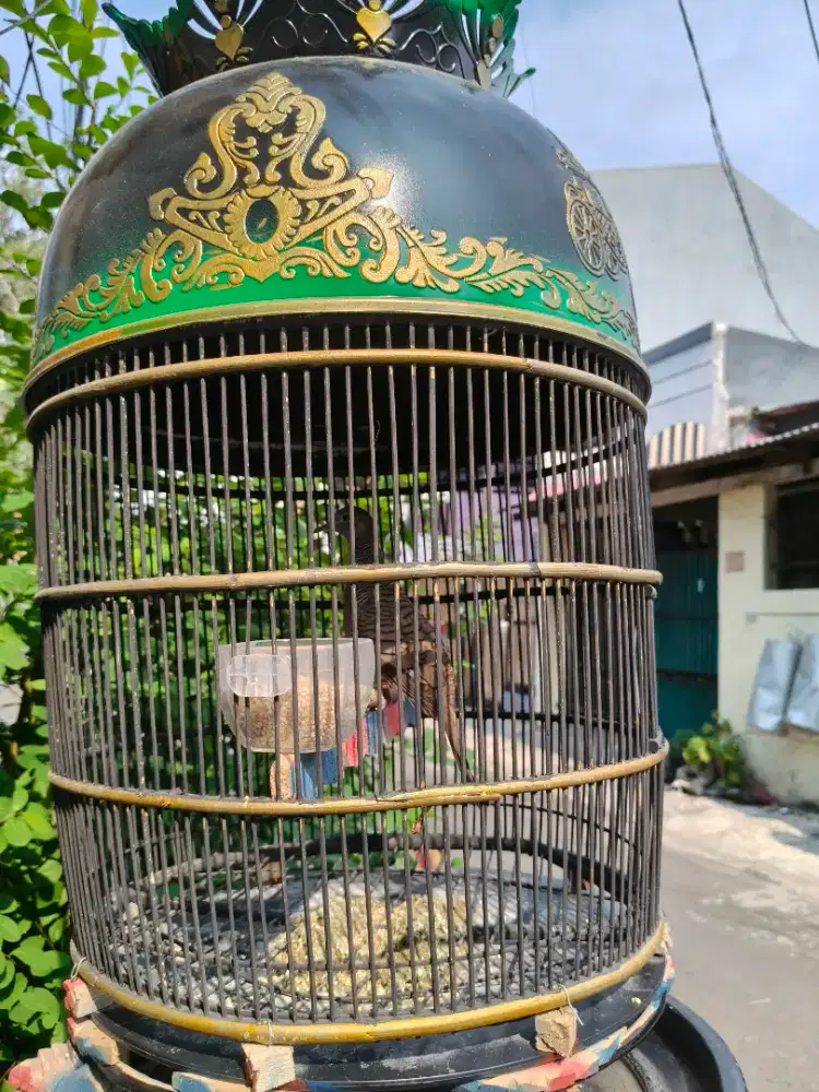 Perkutut Bangkok ORI suara mantap