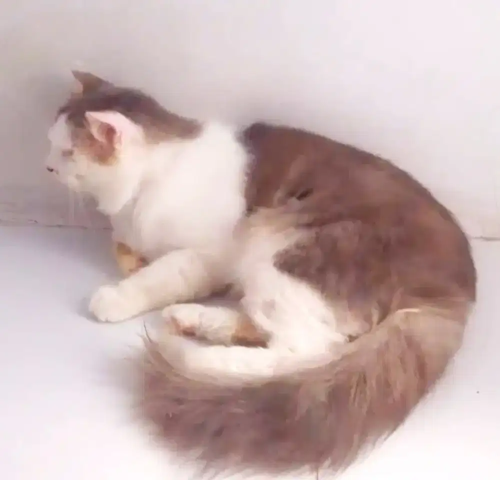 Kucing Persia Jantan dewasa'