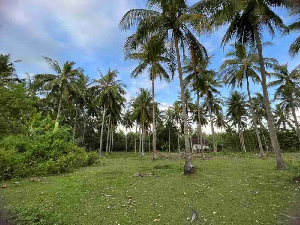 TANAH 4465m2 LOS PANTAI TEBING, DESA CUPEL JEMBRANA BALI